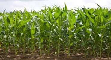 Ontario farmers to plant more corn acres in 2019?
