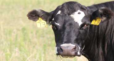 Body Condition Score and Getting Thin Cows to Rebreed