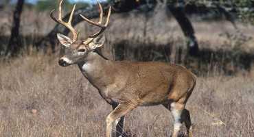 New Wildlife Management Resource Available for Farmers