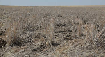 Rapid Evaluation of Winter Wheat Residue Decomposition Potential