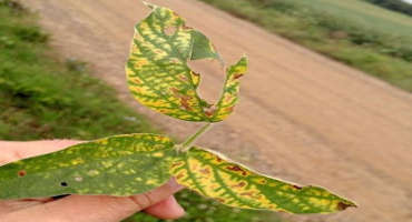 Managing Multiple Resistant Pests in Soybean Fields