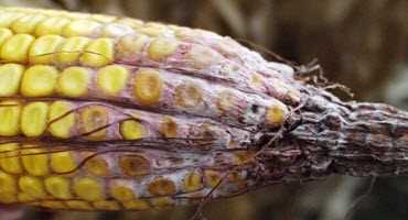 Detoxifying DON in corn