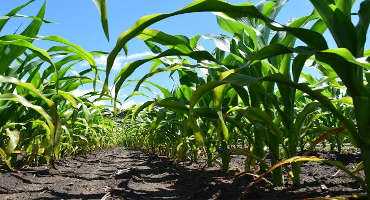 Updates to Corn and Soybean Potassium Fertilizer Guidelines in Minnesota