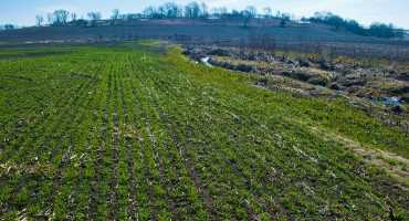 Cover Crops and Nitrogen Credits
