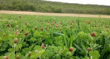 Cover Crop Termination Tips