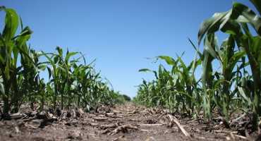 Planting or Nitrogen Application: With a Wet Spring, Which One Comes First?