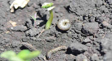 Black Cutworm Migration and Risk in 2019