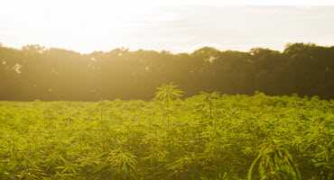 State hemp production gaining popularity