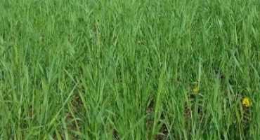 Considerations Prior to Cereal Rye Cover Crop Termination