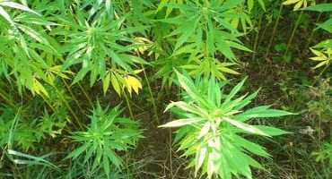 Growing or Processing Industrial Hemp? Here’s How to Register.