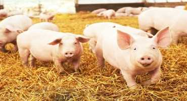 Iowa Swine Day 2019 Expands Educational Offerings