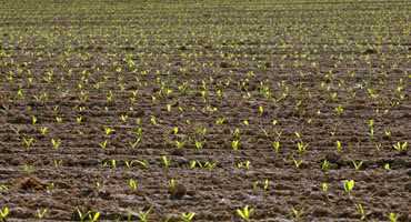 Corn beginning to emerge in the U.S.
