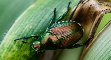 IPM Tips for Japanese Beetles in Soy and Corn