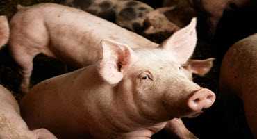China suspends some Canadian pork imports