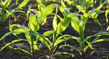 Delayed Planting Effects on Corn Yield: A “Historical” Perspective