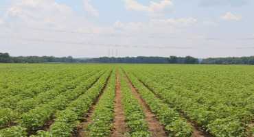 Thrips Predictor Model Helps Make Cotton Management Decisions