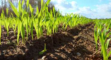 Spring wheat begins to emerge in the U.S.