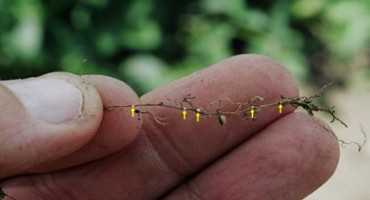 In the Search of Soybean Cyst Nematode (SCN): Free Testing for Soybean Farmers