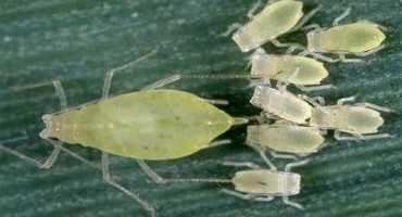Grandmother is Pregnant and Other Reasons Why Aphid Populations Increase so Rapidly
