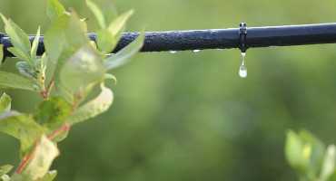 Benefits of Irrigation from an IPM Perspective