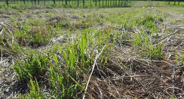 The Benefits of Planting Native Warm Season Grasses
