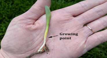 Replanting Corn: Things To Do and Think About