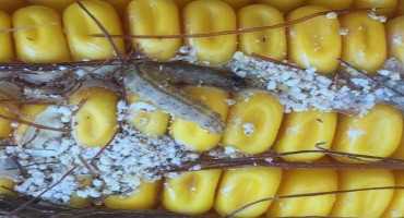 Unexpected Damage on Cry1F by European Corn Borer in Nova Scotia, Canada