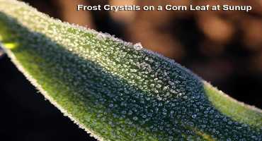 Assessing Frost / Cold Temperature Injury to Young Corn