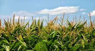 Top Production Tips for Irrigated Corn Production