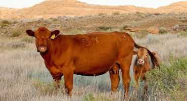 What to do with Cows that have Lost Calves