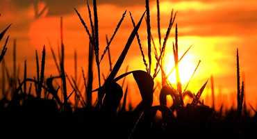 Sun Sets on Corn Crop as Farmers Fall Drastically Behind Schedule at Just 30% Complete This Week