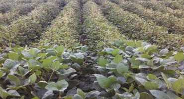 Herbicide Drift and Sensitive Plants: What to do if Drift is Suspected