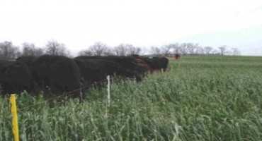 Forage Options for “Prevented Planting” Corn and Soybean Acres
