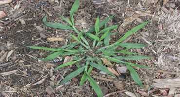 Now is the Time to Prevent Crabgrass