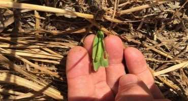 An Update on Arrival of Black Cutworm in Pennsylvania