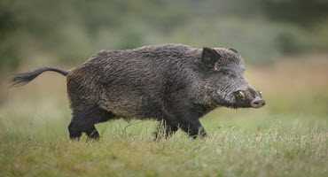 Wild pig population expanding in Canada