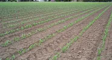Key Factors for Evaluating Corn Stand Establishment