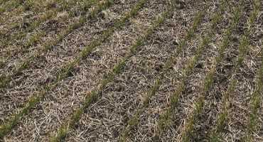 Wisconsin Winter Wheat Disease, Spring Update