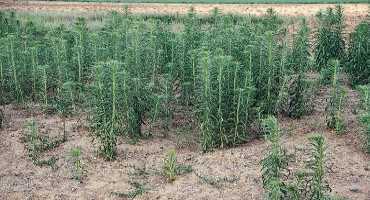 Cover Crop Competes with Horseweed