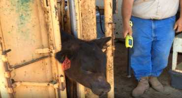 USDA Transitioning to EID Tags for Official Cattle Identification