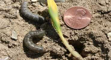 Black Cutworms Are Here