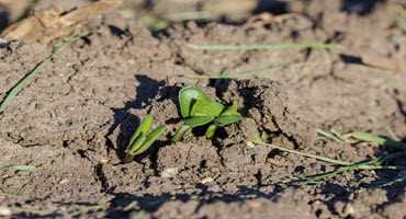 U.S. soybeans begin to emerge