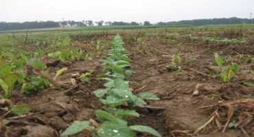 Making Soybean Replant Decisions