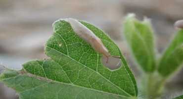 Watch for Slug Damage on Seedling Plants (When There Are Plants to Watch)