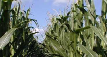 Caramba Fungicide Receives Supplemental Label for Use in Corn