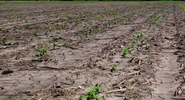 Evaluating Corn Stands for Possible Replant