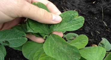 Early-Season Soybean Leaf Puckering, Deformation, and Damage From Herbicides and Insects