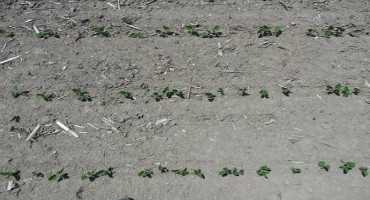 Thin Soybean Stands can Produce Surprisingly High Yields