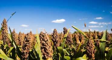 Persistently Wet Conditions Prompt Farmers to Consider Grain Sorghum as a Late Planting Option