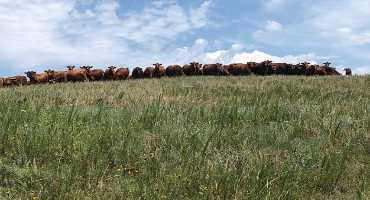 Balance Your Forage Resources